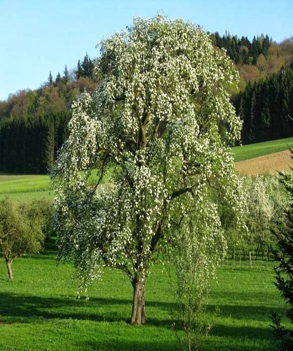 Rommentaler Burgstüble